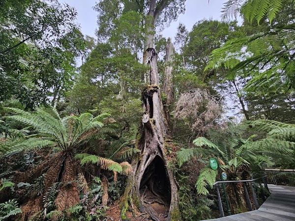 Maits Rest Rainforest Walk 3