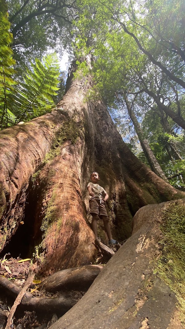 Maits Rest Rainforest Walk 2