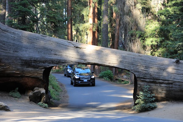 Sequoia National Park's Tunnel Log 1