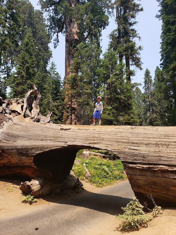 Sequoia National Park's Tunnel Log 5