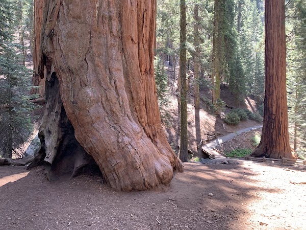 Sequoia National Park's Tunnel Log 4