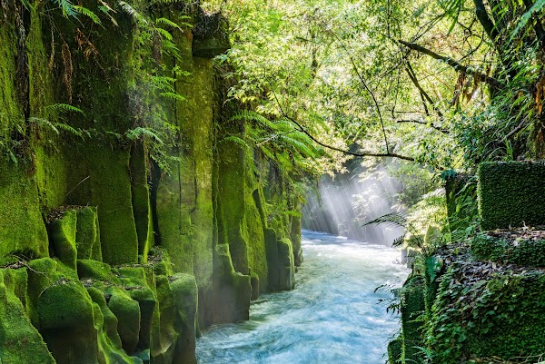 Whirinaki Te Pua A Tane Conservation Park 5