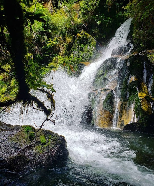 Whirinaki Te Pua A Tane Conservation Park 4