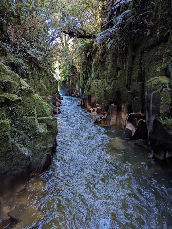 Whirinaki Te Pua A Tane Conservation Park 3
