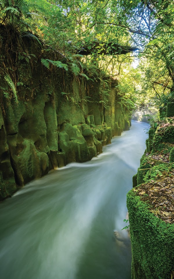 Whirinaki Te Pua A Tane Conservation Park 2