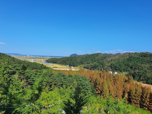 벌영메타세콰이어숲 2