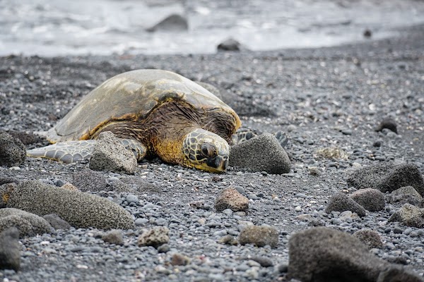 Punaluʻu Beach 5