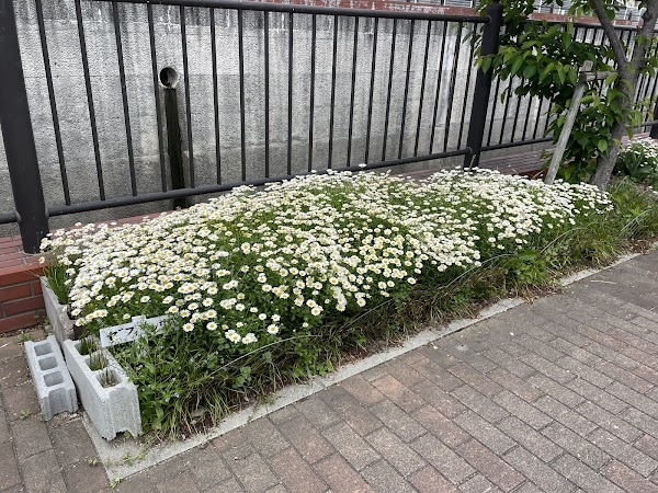 Nagata Ward 2