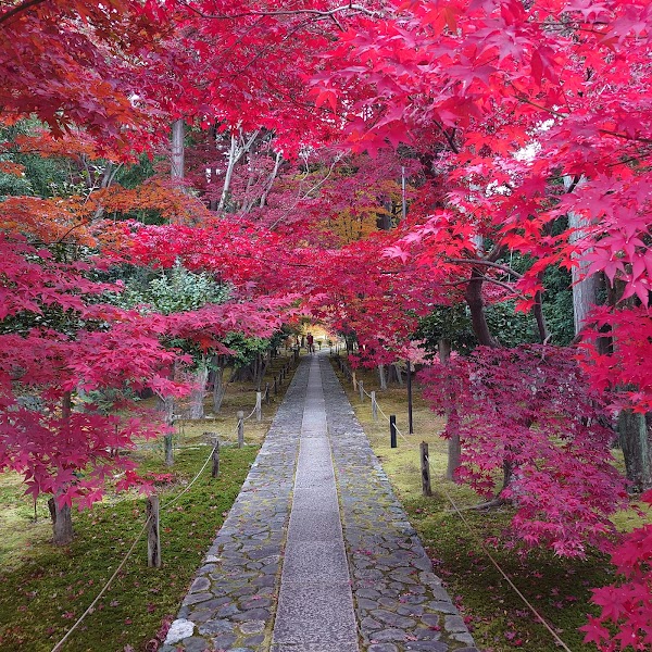 Rokuo-in Temple 3