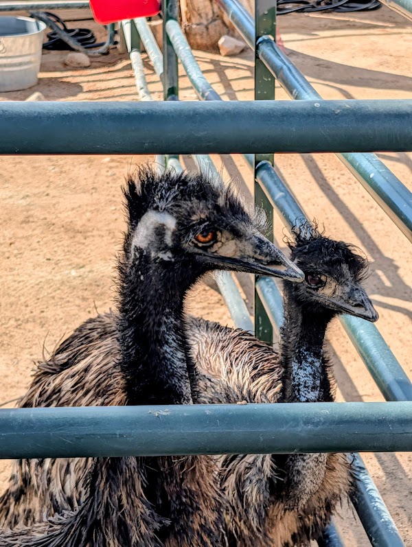 Lion Habitat Ranch inc 3