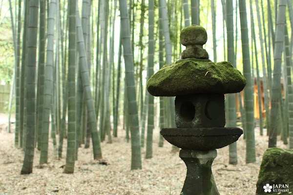 Hokokuji Bamboo Forest 5