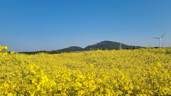 Rape Flower Plaza
