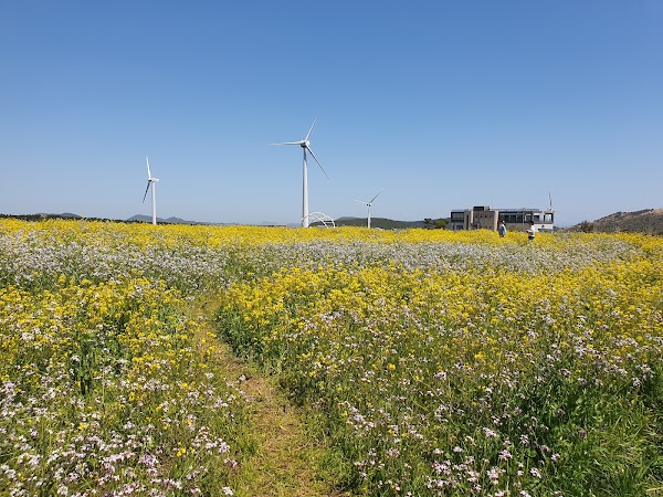 Rape Flower Plaza 3