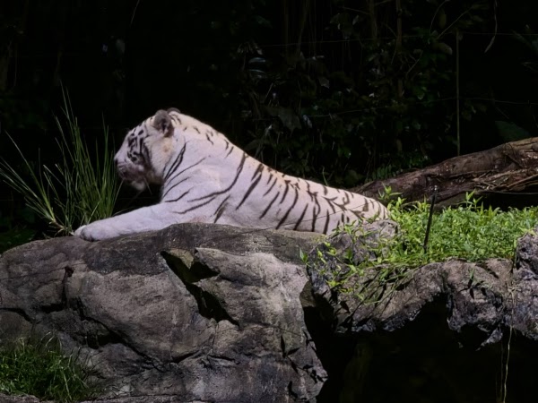 Night Safari 2