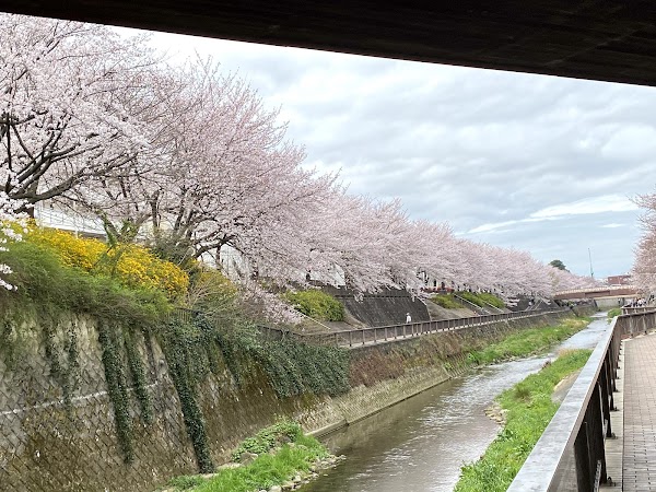 Shakujii River