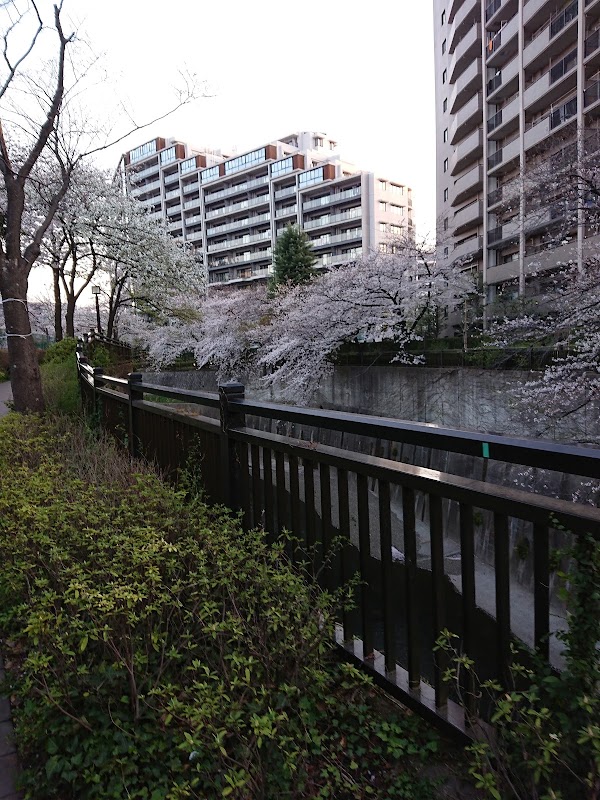 Shakujii River 2