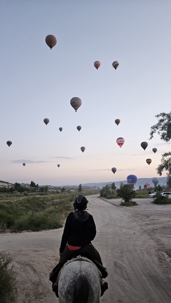 Dalton Kardeşler At Çiftliği 5