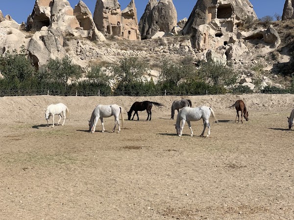 Dalton Kardeşler At Çiftliği 4