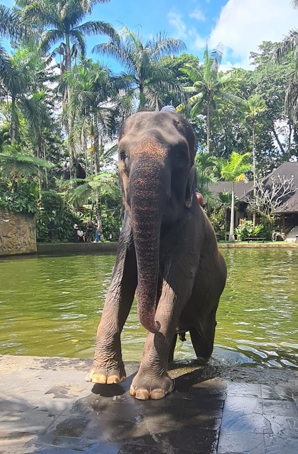 BALI 1