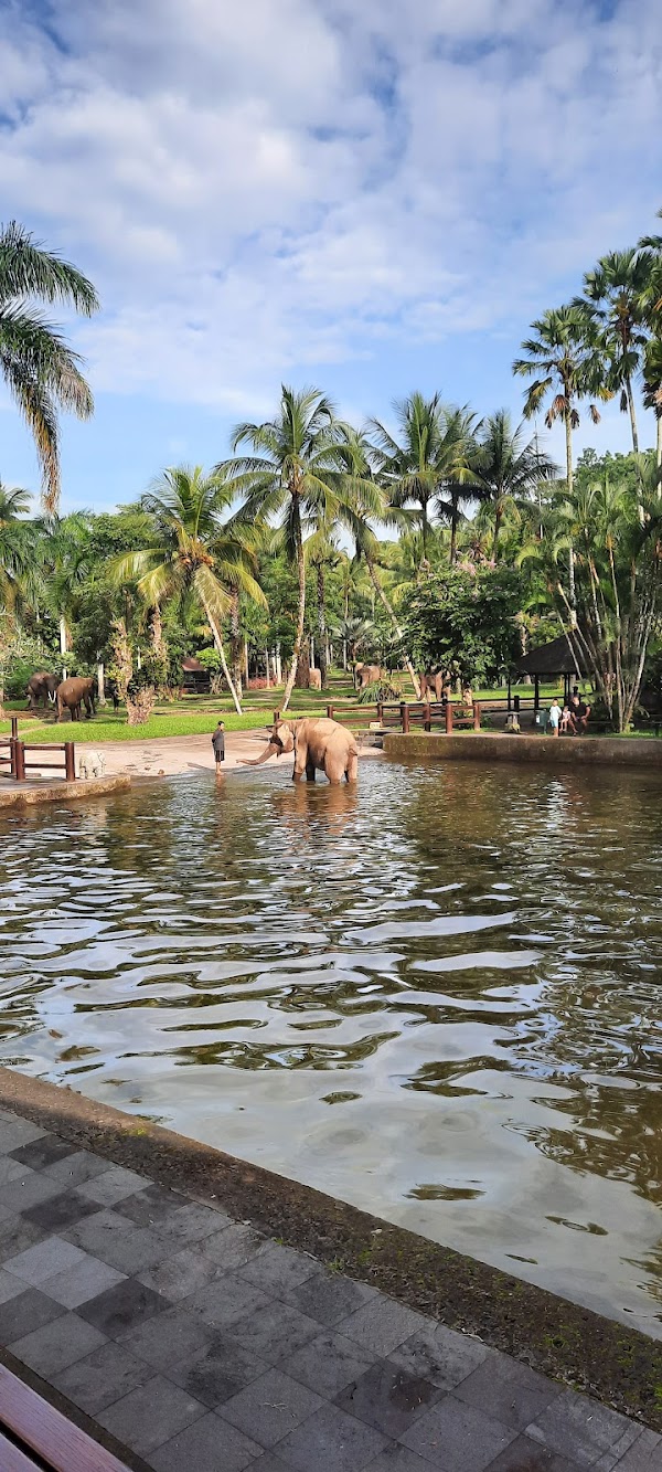 Elephant Safari Park Lodge Bali 5
