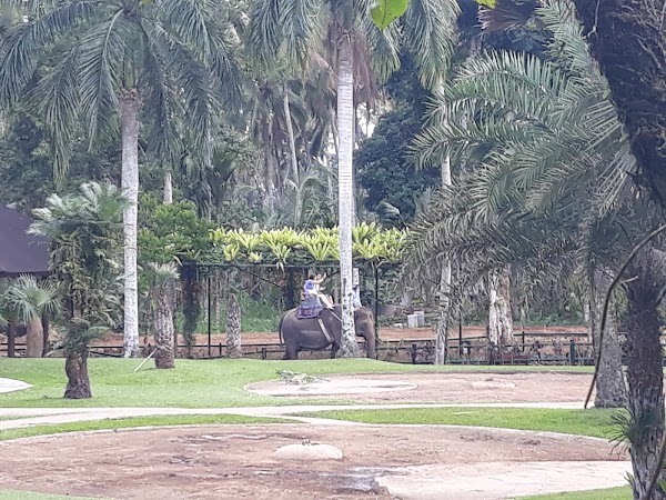 Elephant Safari Park Lodge Bali 2