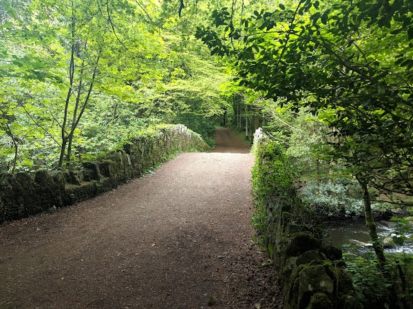 Deerpark Forest 1