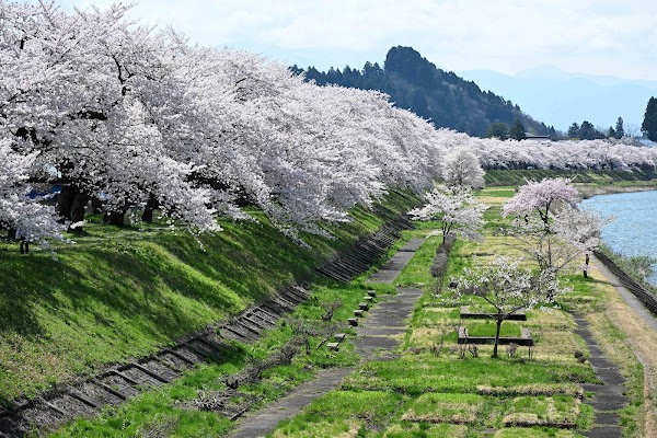 Somei-yoshino Cherry Trees on the Hinokinai River Embankment