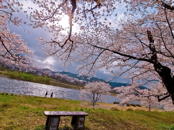 Somei-yoshino Cherry Trees on the Hinokinai River Embankment 5