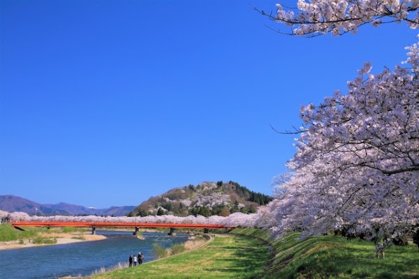 Somei-yoshino Cherry Trees on the Hinokinai River Embankment 4