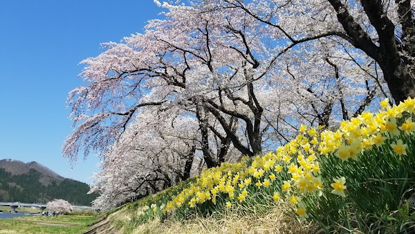 Somei-yoshino Cherry Trees on the Hinokinai River Embankment 3