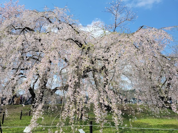 Somei-yoshino Cherry Trees on the Hinokinai River Embankment 2