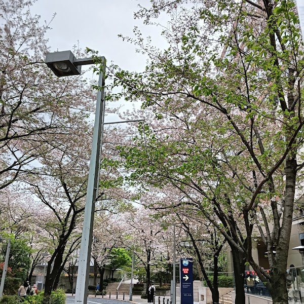 Roppongi Keyakizaka Dori 2