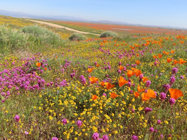 Antelope Valley 5