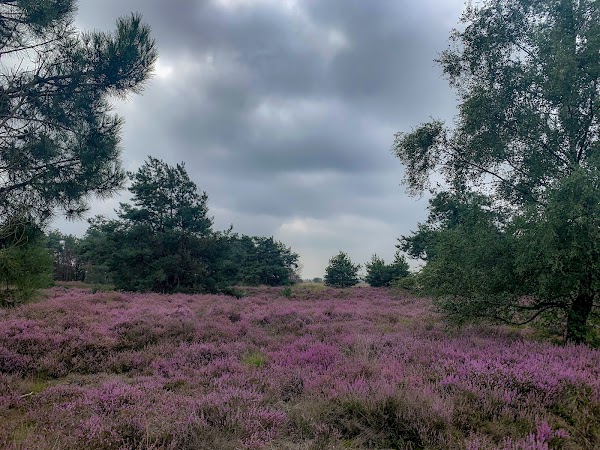 Strabrechtse Heide