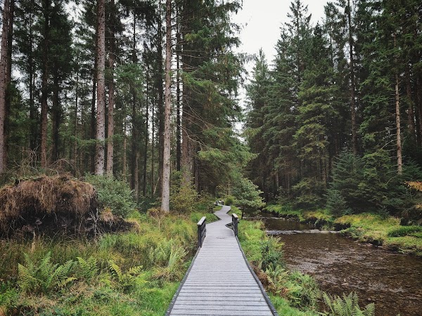 Hafren Forest 1