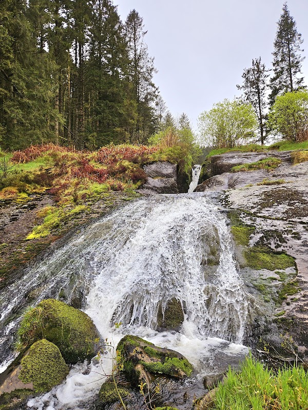 Hafren Forest 5