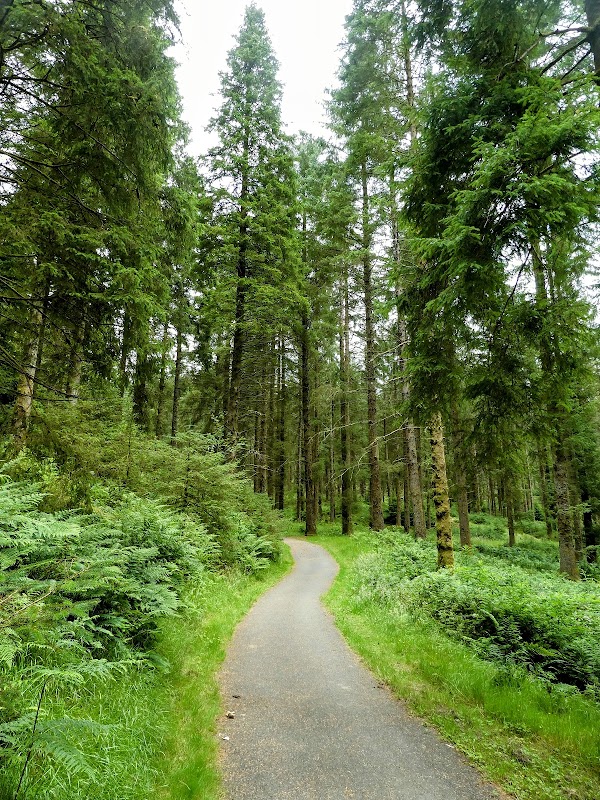 Hafren Forest 4