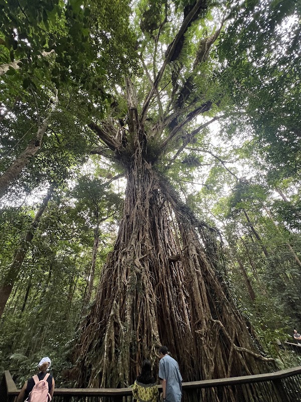 Curtain Fig Tree