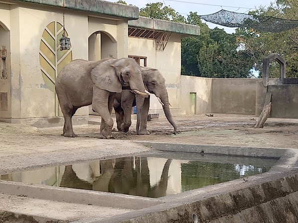Kumamoto City Zoo and Botanical Garden 4