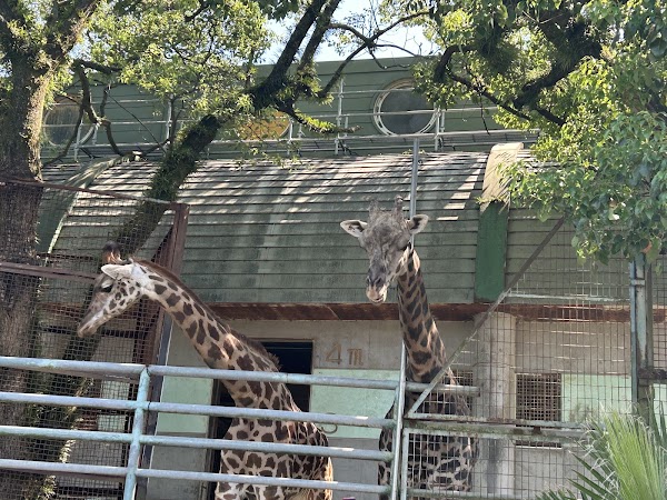 Kumamoto City Zoo and Botanical Garden 3