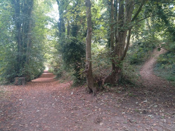 Danby Wood 1