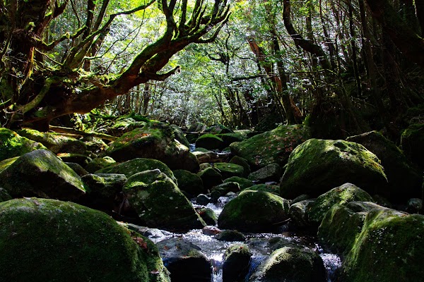 Yakushima National Park 1