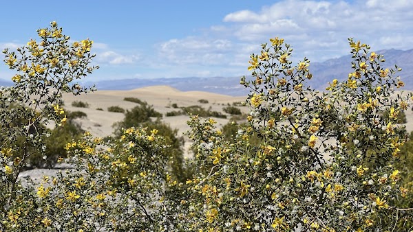 Mesquite Flat Sand Dunes 2