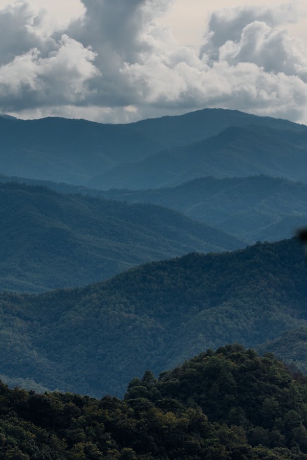 Jingmaishan Tea Forest Scenic Spot 5