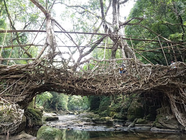 Living Root Bridge, Riwai Village