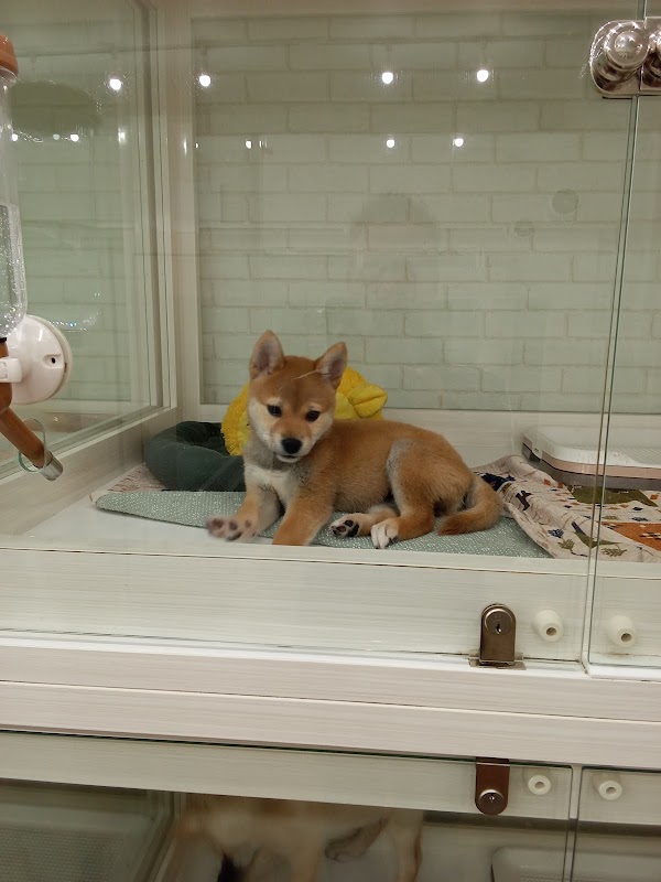 Pettoshoppu WAN Sapporoten 3