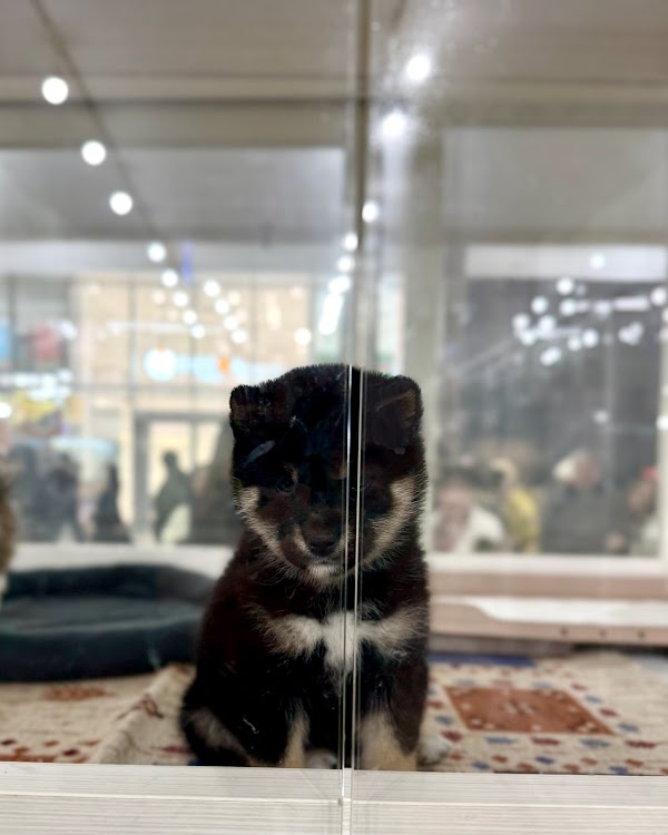 Pettoshoppu WAN Sapporoten 2