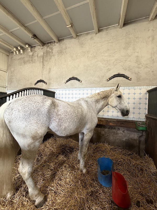 Levend Paardenmuseum 3