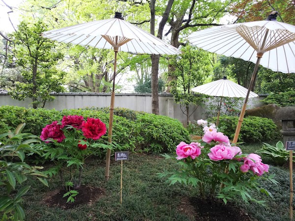 Ueno Toshogu Shrine Peony Garden 5