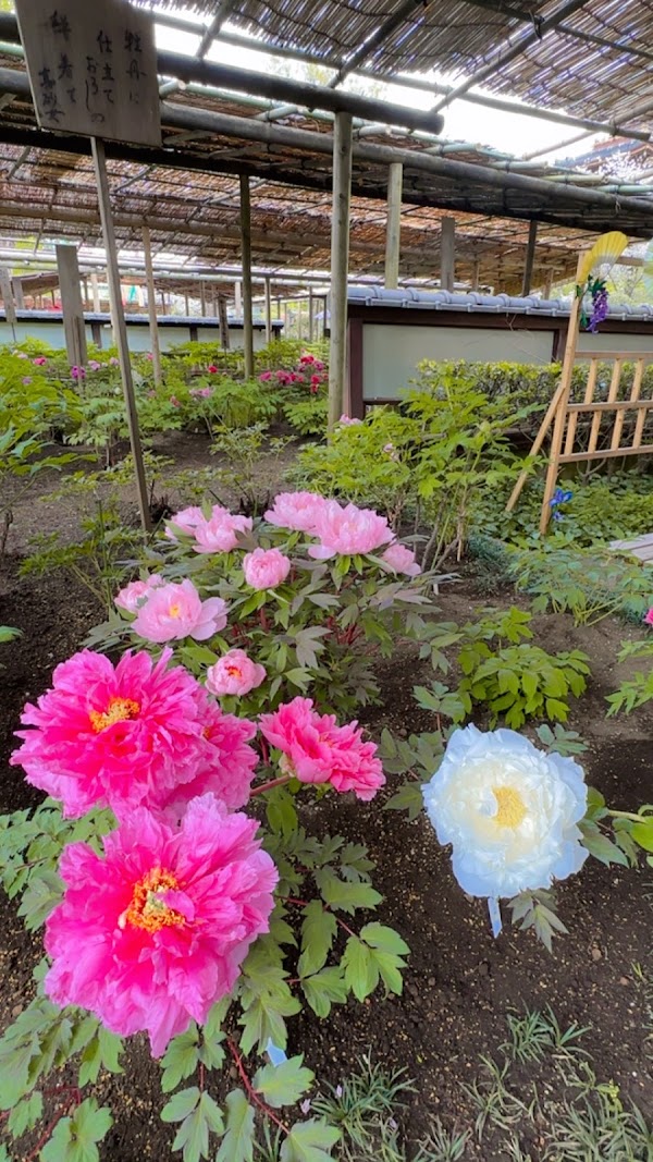 Ueno Toshogu Shrine Peony Garden 3